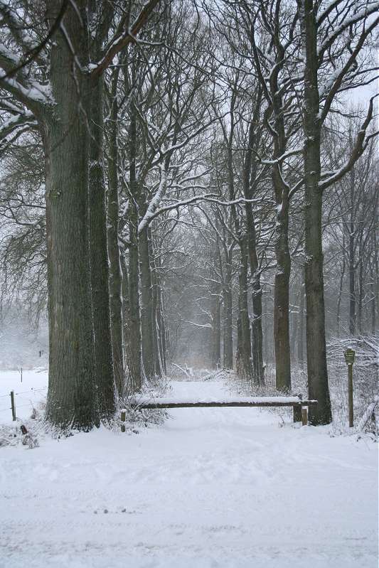 511x776 pixels (81K)